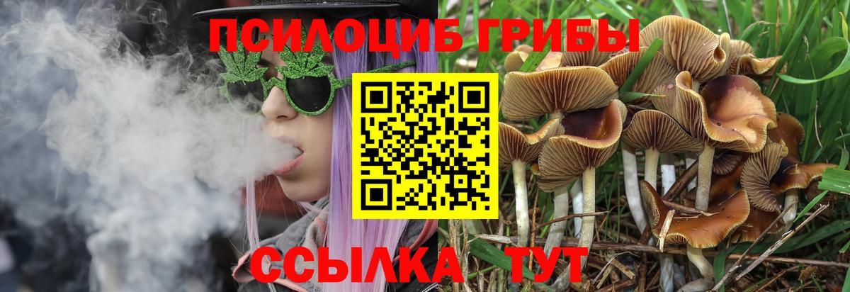 Галлюциногенные грибы Psilocybine cubensis Сургут